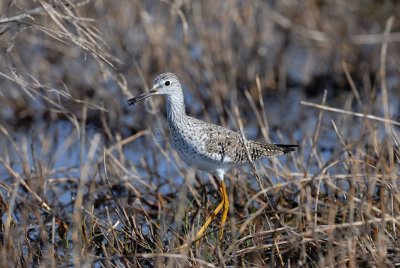 Brazoria NWR 03-15-08 0013