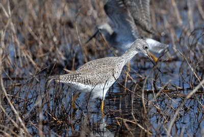 Brazoria NWR 03-15-08 0032