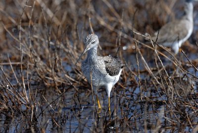 Brazoria NWR 03-15-08 0033