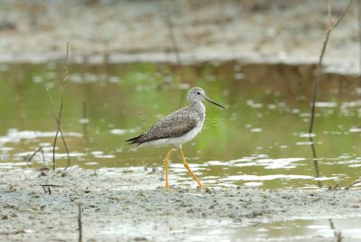 San Bernard NWR 04-02-08 0084