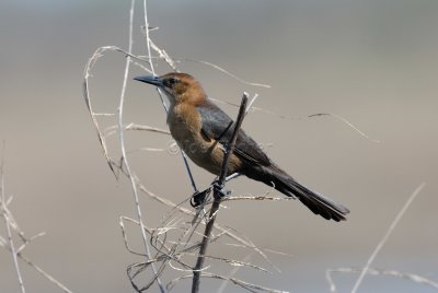 Brazoria NWR 03-15-08 0014