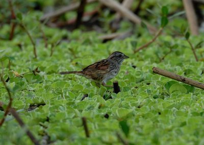 Brazoria NWR 04-02-08 0041