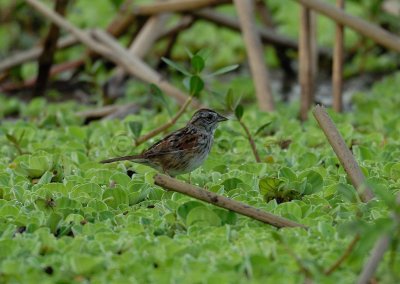 Brazoria NWR 04-02-08 0042