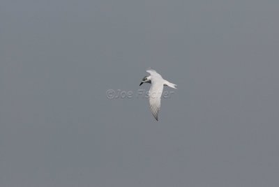 Brazoria NWR 03-15-08 0024