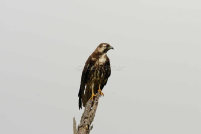 San Bernard NWR 04-02-08 0104