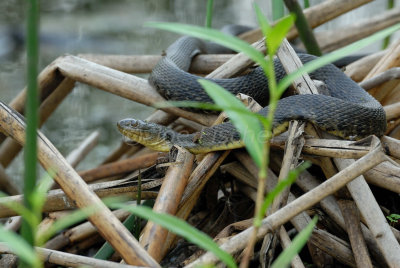 Mississippi Green Watersnake