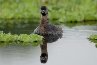 Brazoria NWR 04-11-08 0045