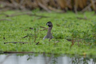 Brazoria NWR 04-11-08 0047