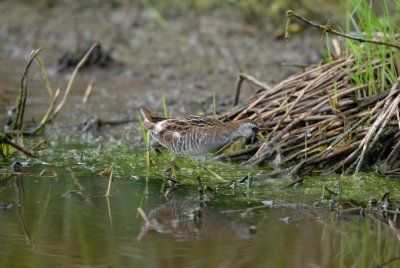 Brazoria NWR 04-11-08 0114