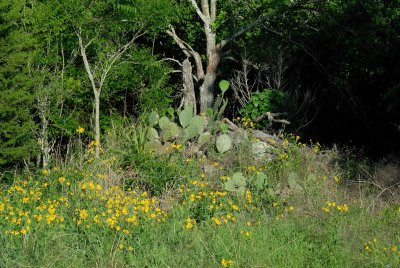 McKinney Falls SP 04-19-08 0049