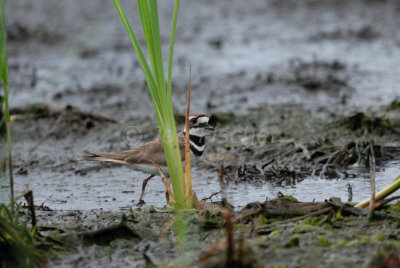 Brazoria NWR 04-11-08 0099