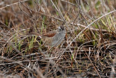 Brazoria NWR 04-11-08 0146A