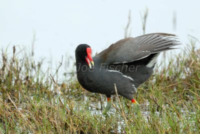 Brazoria NWR 04-11-08 0167