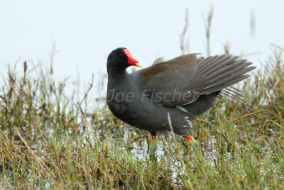 Brazoria NWR 04-11-08 0171