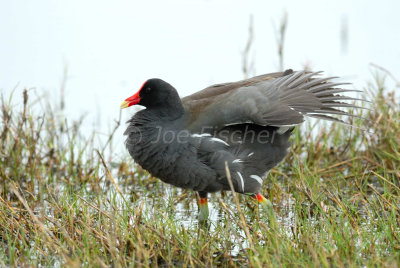 Brazoria NWR 04-11-08 0179