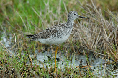 Brazoria NWR 04-11-08 0157A