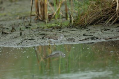 Brazoria NWR 04-11-08 0247