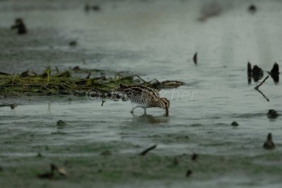 Brazoria NWR 04-11-08 0261