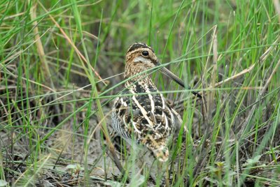 Brazoria NWR 04-11-08 0317