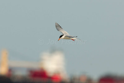 Galveston Ferry 04-12-08 0070A