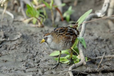 Brazoria NWR 4-15-08 0012