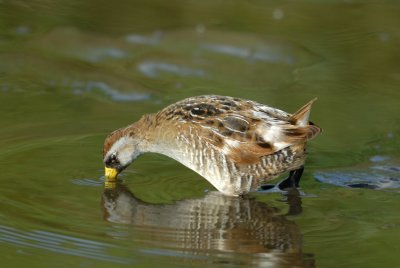 Brazoria NWR 4-15-08 0019