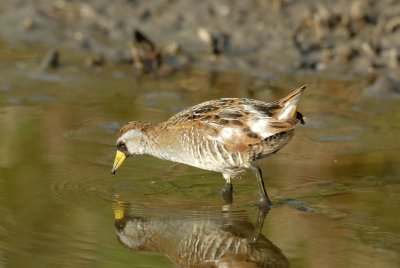 Brazoria NWR 4-15-08 0029