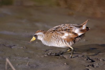 Brazoria NWR 4-15-08 0033