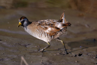 Brazoria NWR 4-15-08 0036