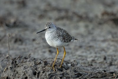 Brazoria NWR 4-15-08 0008