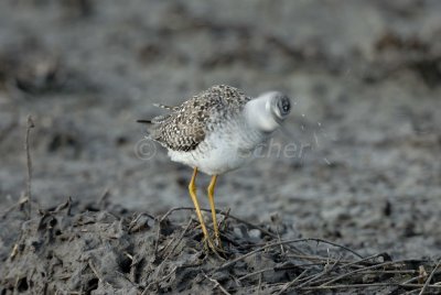 Brazoria NWR 4-15-08 0009