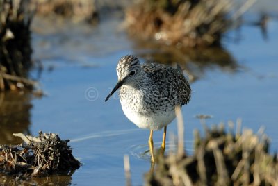 Brazoria NWR 4-15-08 0027
