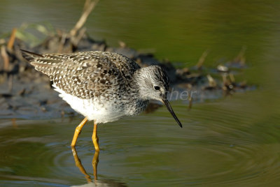 Brazoria NWR 4-15-08 0028