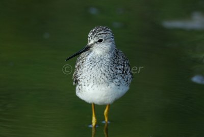 Brazoria NWR 4-15-08 0044