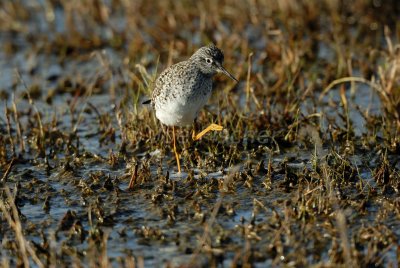 Brazoria NWR 4-15-08 0051