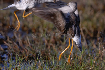 Brazoria NWR 4-15-08 0056