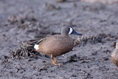 Brazoria NWR 4-15-08 0005