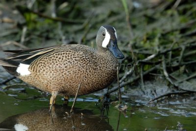 Brazoria NWR 4-15-08 0046