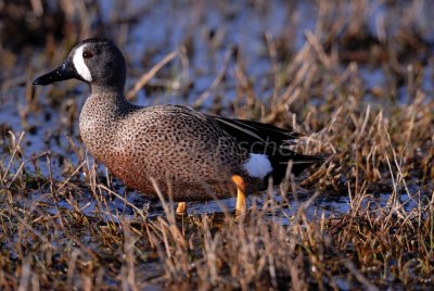 Brazoria NWR 4-15-08 0053