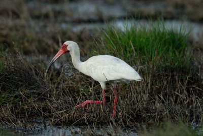 Brazoria NWR 4-15-08 0048