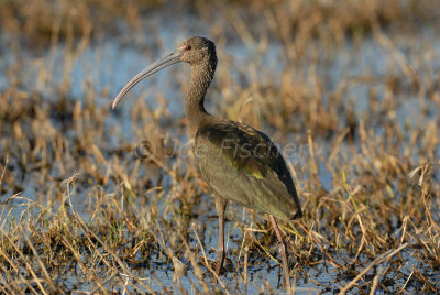 Brazoria NWR 4-15-08 0067