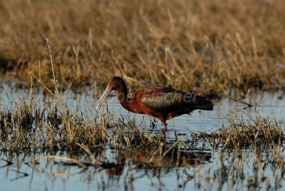 Brazoria NWR 4-15-08 0073