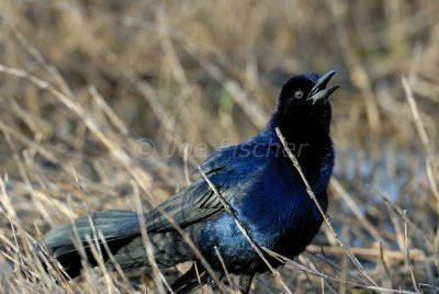 Brazoria NWR 4-15-08 0076