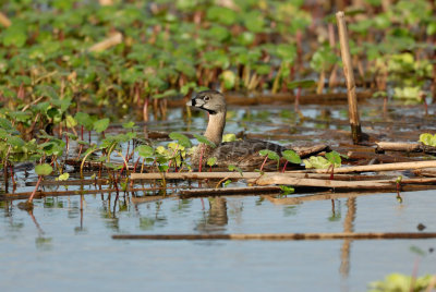 Brazoria NWR 4-15-08 0098