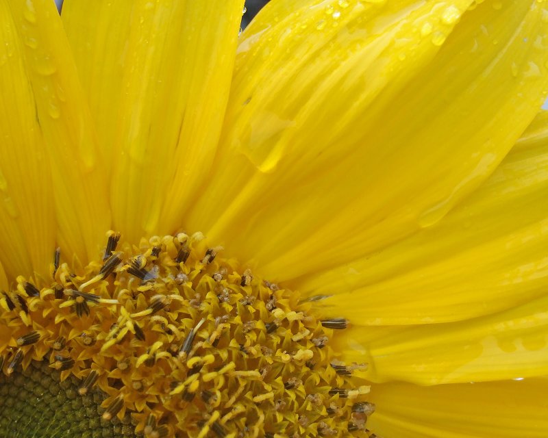 close-up sunflower.jpg