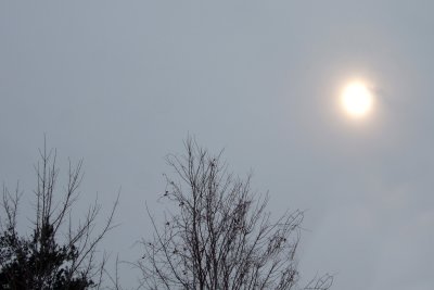winter sun 1309.jpg