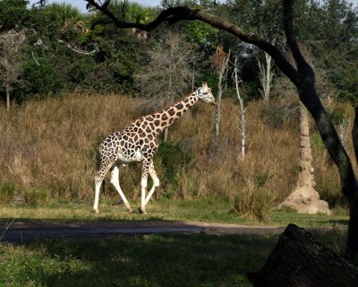 giraffe 1239.jpg