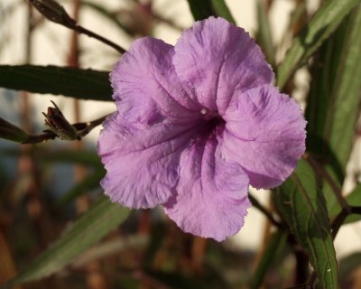 mexican petunia 1206.jpg