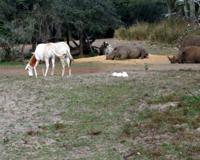 ostrich eggs rhinos 1246.jpg