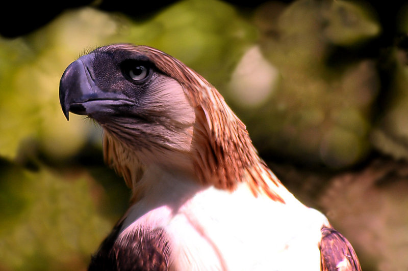 Philippine Eagle